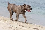 CANE CORSO 255